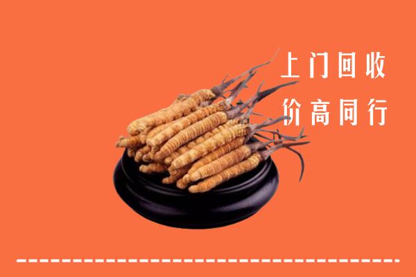 高价求购：点军区回收散虫草